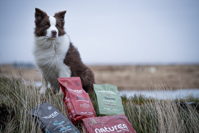 Hvaða hundafóðurslína frá Naturea hentar þínum besta vin