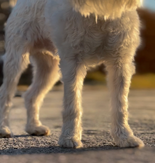 5 ráð til að vernda loppurnar á þínum besta vin í kuldanum