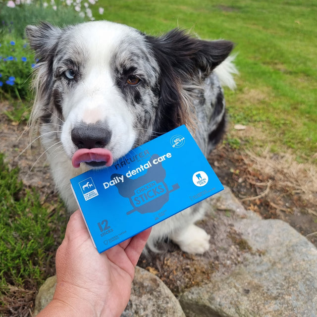 Tannverndarstangir Kjúklingur - 12 stangir