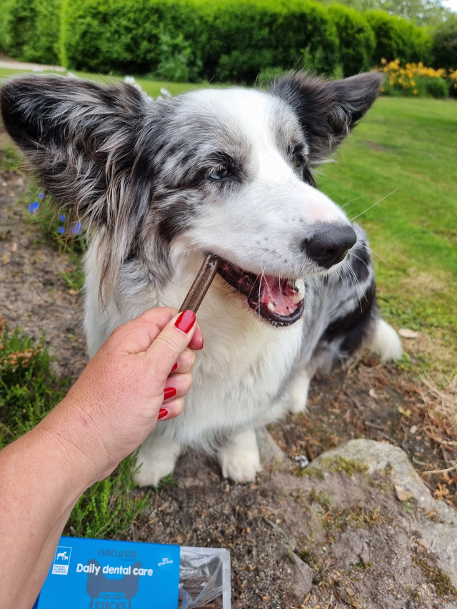 Tannverndarstangir Kjúklingur - 12 stangir