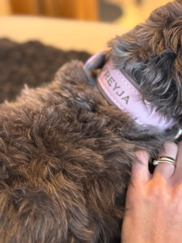 AMICI Ól - Stílhrein ól fyrir hunda