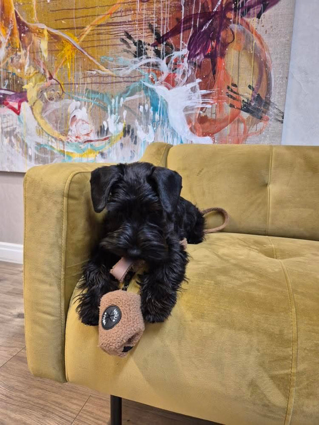 Bangsa kúkapokahaldari