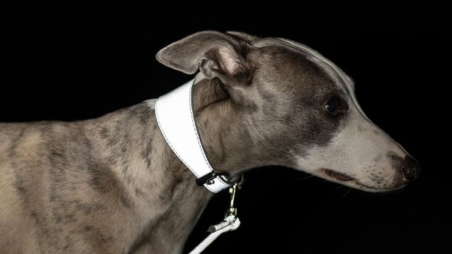 Hundaól með endurskini