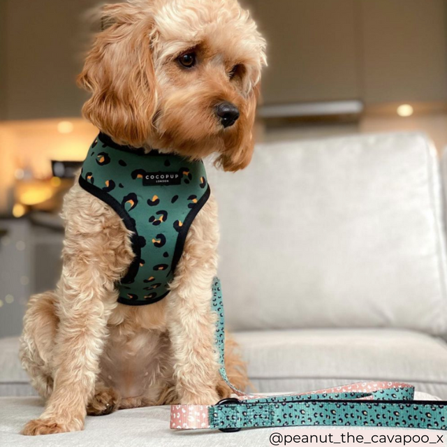 Khaki Leopard hundataumur