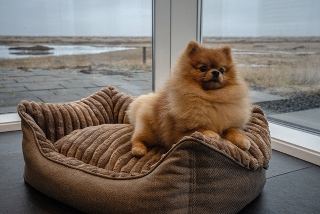 Douce hundabæli - Douce línan