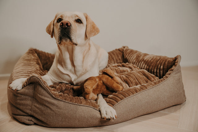 Caline hundabæli - Douce línan