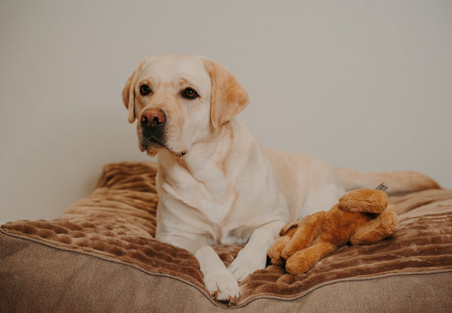 Forpöntun - Douce hundapulla - Douce línan