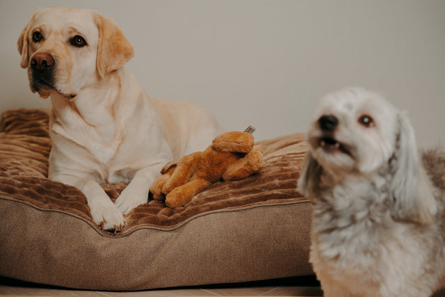 Forpöntun - Douce hundapulla - Douce línan