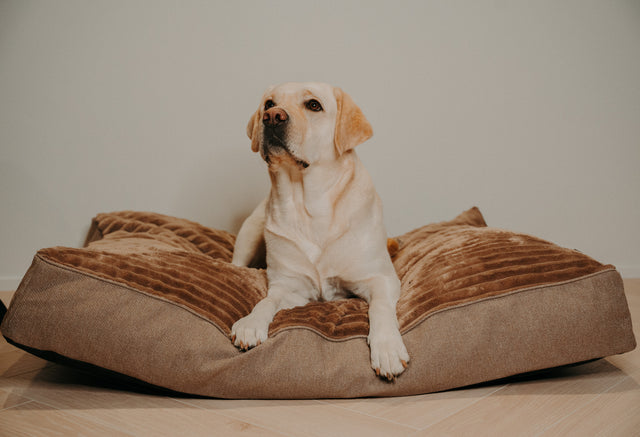 Forpöntun - Douce hundapulla - Douce línan