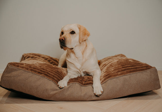 Forpöntun - Douce hundapulla - Douce línan