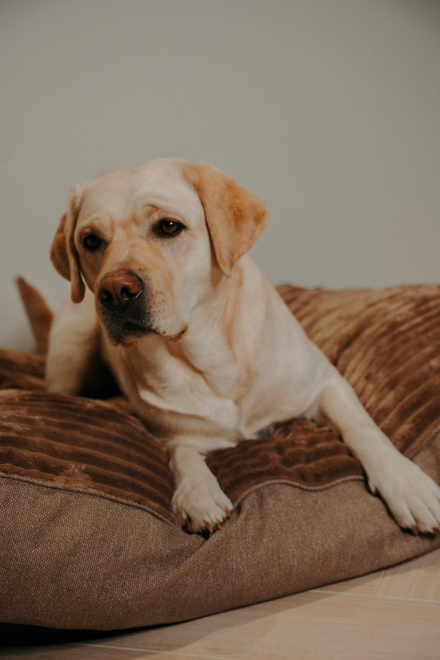 Forpöntun - Douce hundapulla - Douce línan