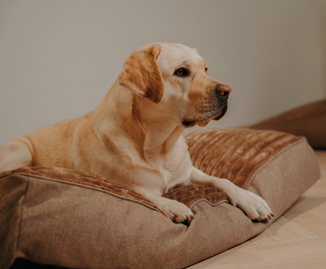 Forpöntun - Douce hundapulla - Douce línan