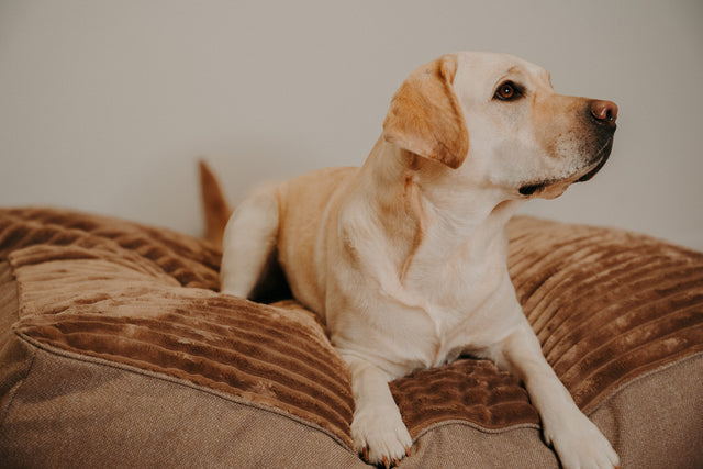 Forpöntun - Douce hundapulla - Douce línan