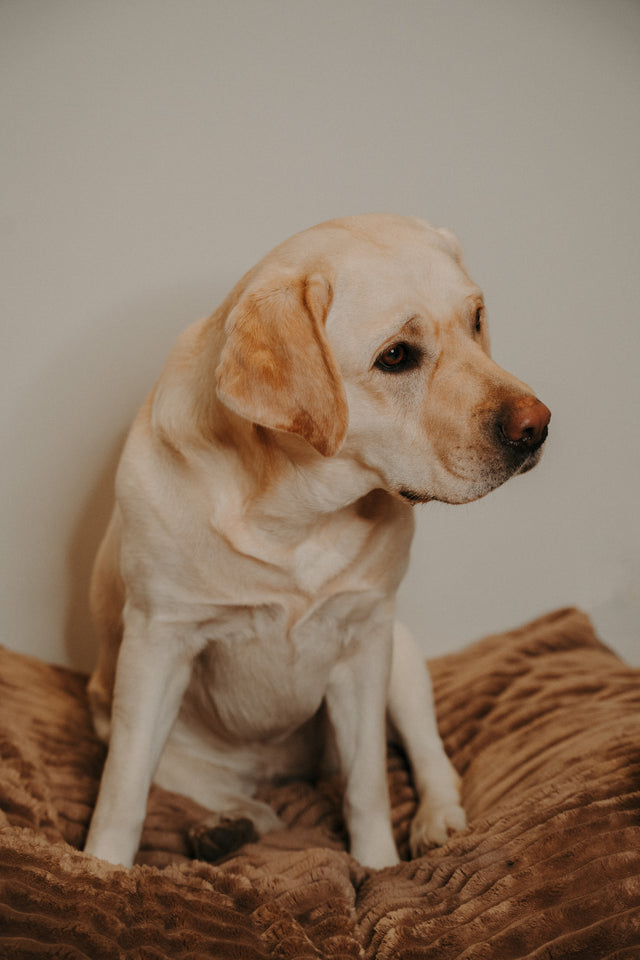 Forpöntun - Douce hundapulla - Douce línan