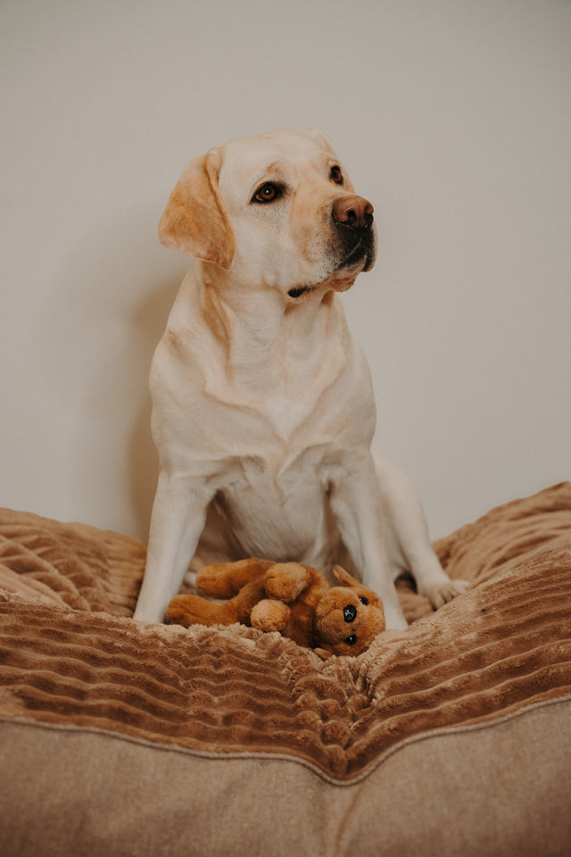 Forpöntun - Douce hundapulla - Douce línan