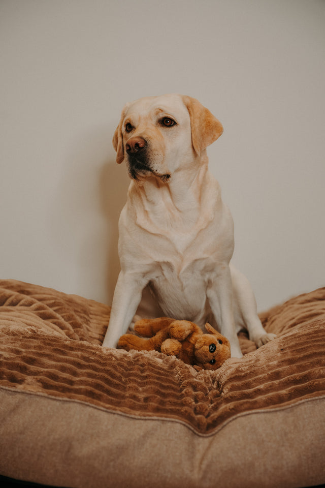 Forpöntun - Douce hundapulla - Douce línan