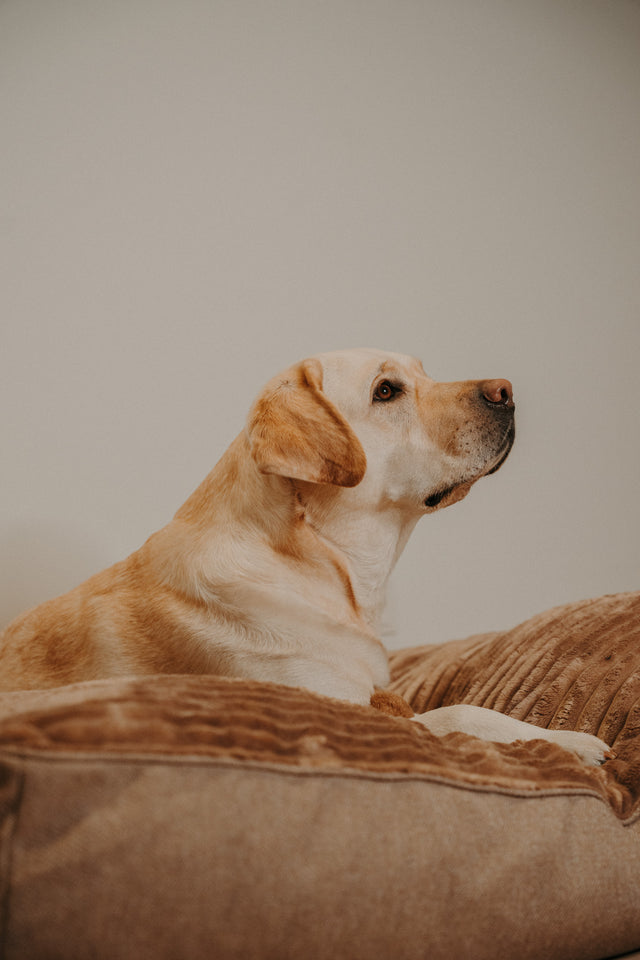 Forpöntun - Douce hundapulla - Douce línan