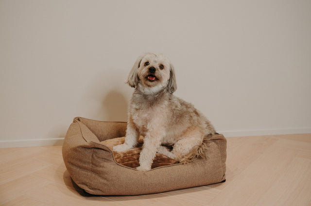 Douce hundabæli - Douce línan