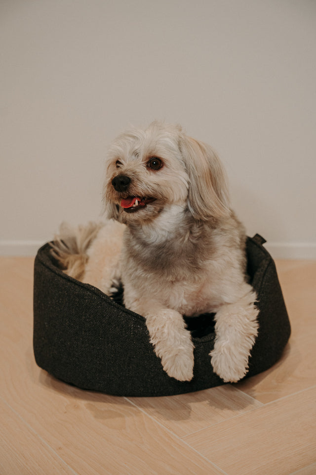 Forpöntun - Mousse hundabæli - Douce línan