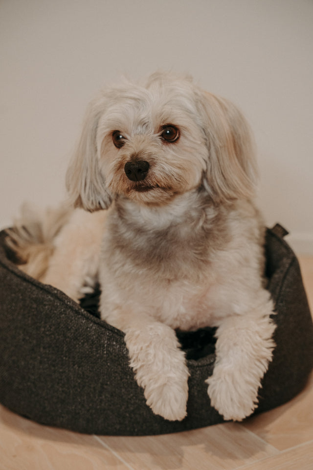 Forpöntun - Mousse hundabæli - Douce línan