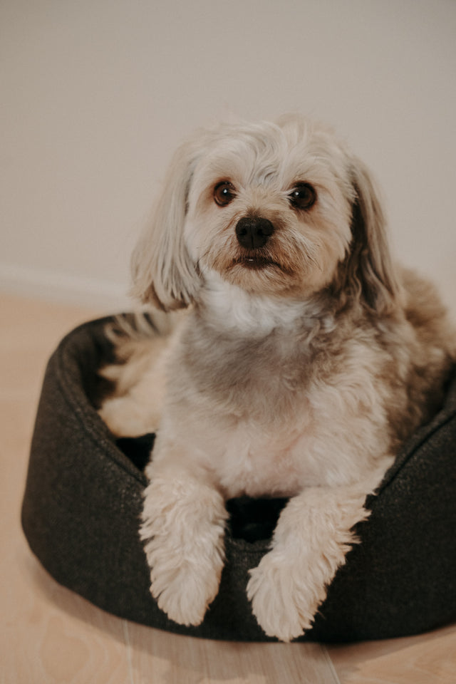 Forpöntun - Mousse hundabæli - Douce línan