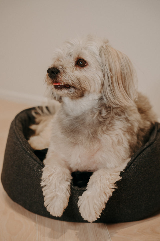 Forpöntun - Mousse hundabæli - Douce línan