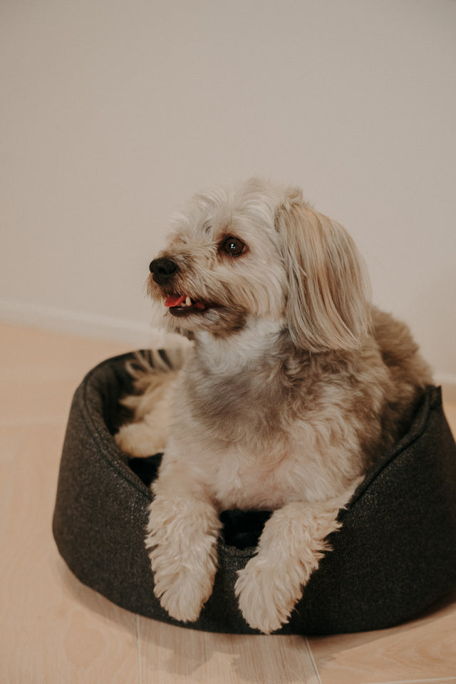 Forpöntun - Mousse hundabæli - Douce línan