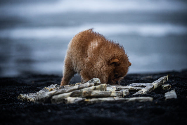 Loppa - Nagbein úr þorskroði (stök bein)