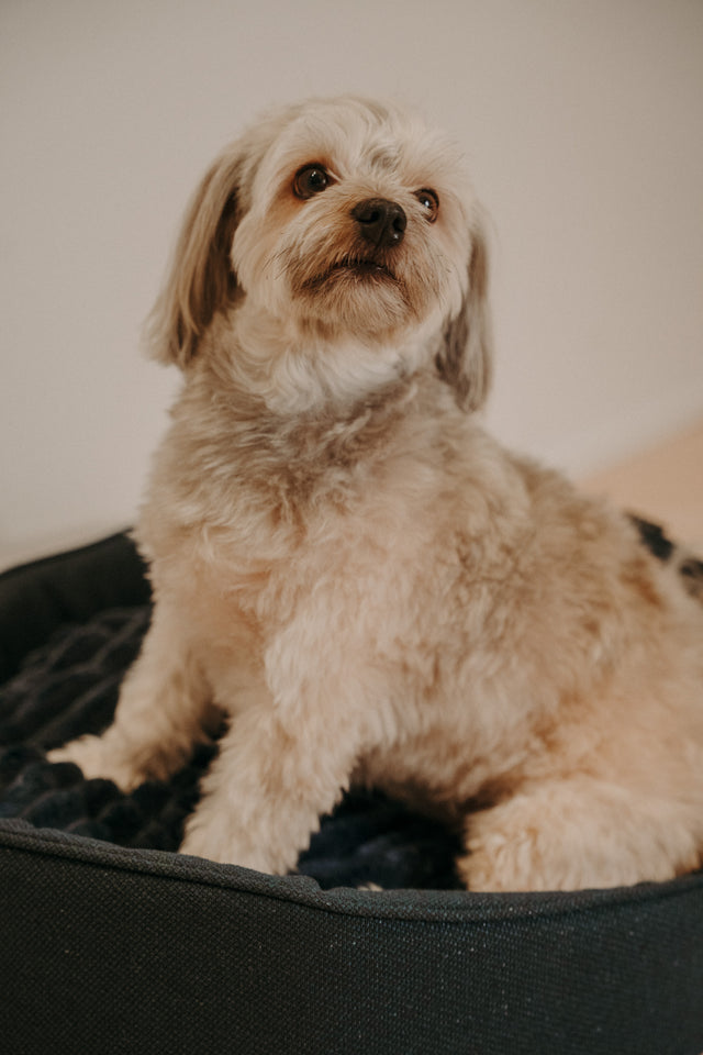 Forpöntun - Mousse hundabæli - Douce línan