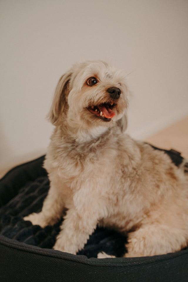 Forpöntun - Mousse hundabæli - Douce línan