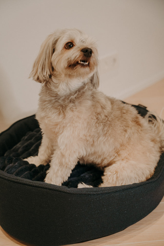 Forpöntun - Mousse hundabæli - Douce línan