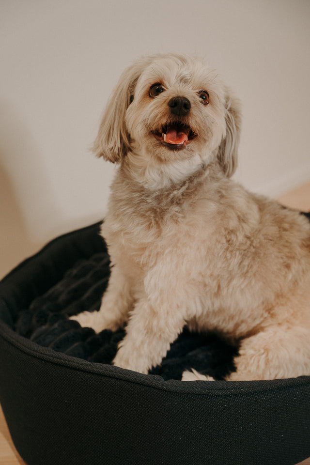 Forpöntun - Mousse hundabæli - Douce línan