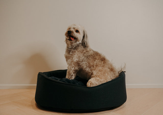 Forpöntun - Mousse hundabæli - Douce línan