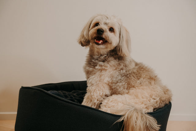 Forpöntun - Mousse hundabæli - Douce línan