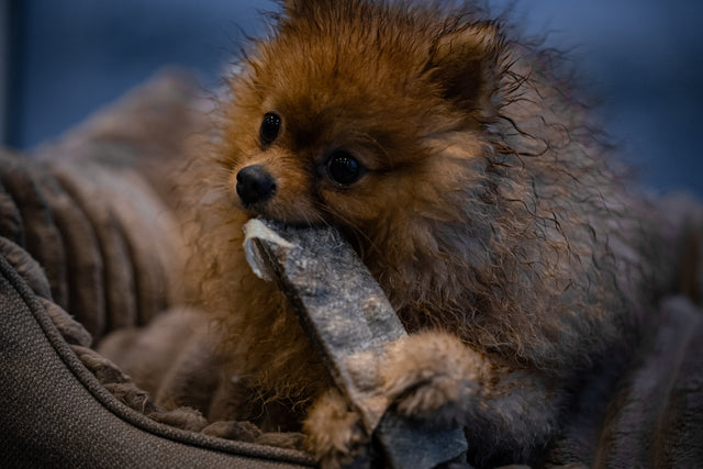 Loppa - Nagbein úr þorskroði (stök bein)