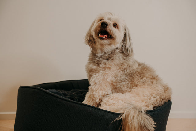 Forpöntun - Mousse hundabæli - Douce línan