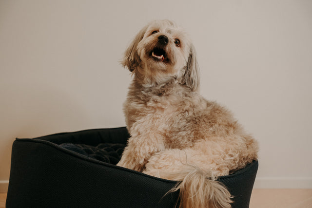 Forpöntun - Mousse hundabæli - Douce línan