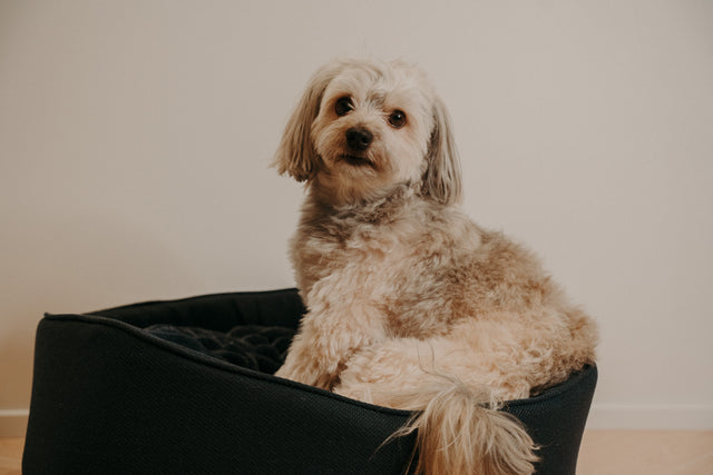 Forpöntun - Mousse hundabæli - Douce línan