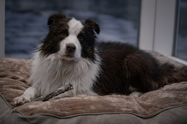 Loppa - Nagbein úr þorskroði (stök bein)