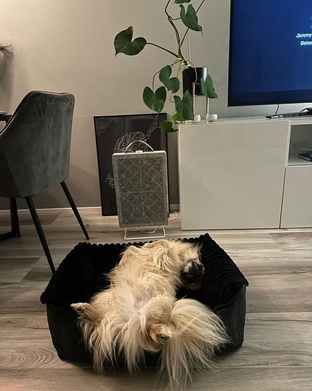 Caline hundabæli - Douce línan