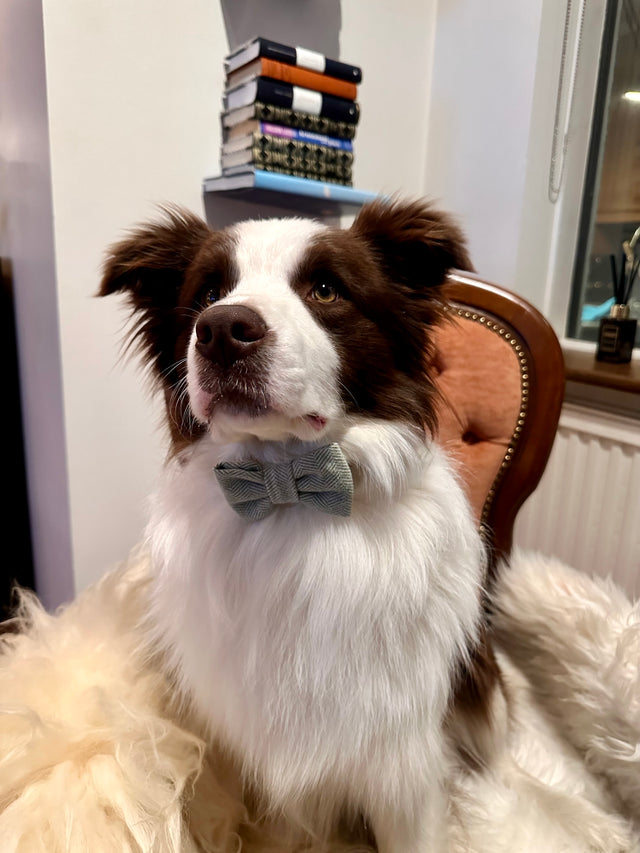 Ljósbrún Tweed hundaslaufa