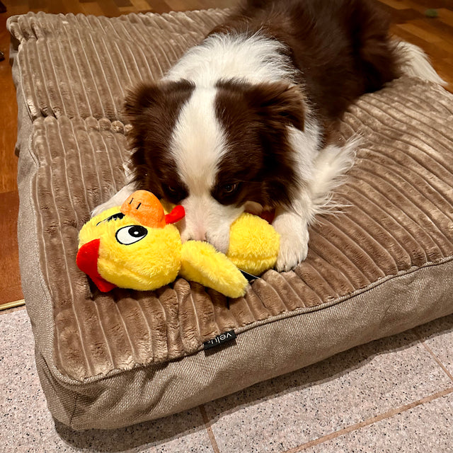 Forpöntun - Douce hundapulla - Douce línan