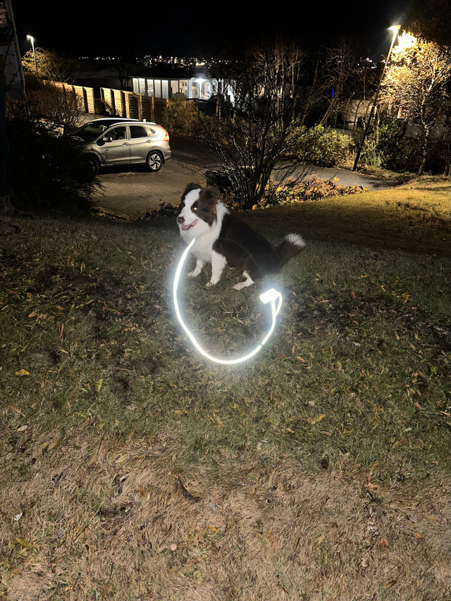 Hundataumur með endurskini