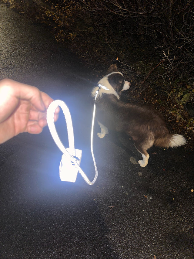 Hundaól með endurskini