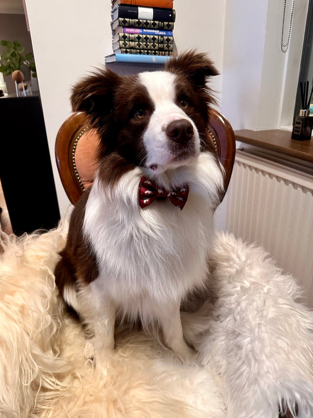 Jólaslaufa fyrir hunda