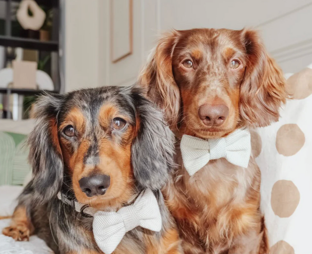 Ljósbrún Tweed hundaslaufa