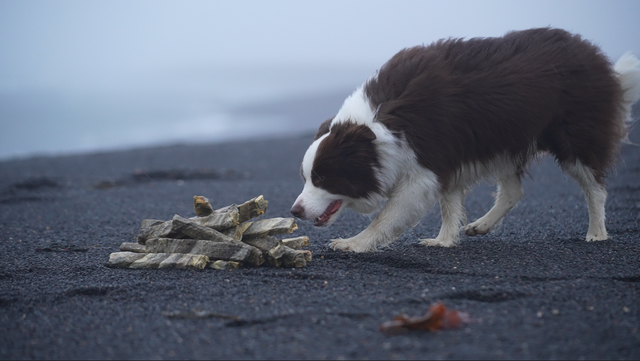 Loppa - Nagbein úr þorskroði (stök bein)