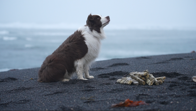 Loppa - Nagbein úr þorskroði (stök bein)