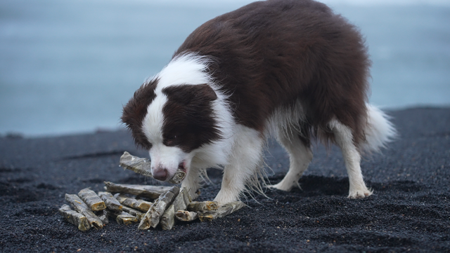 Loppa - Nagbein úr þorskroði (stök bein)