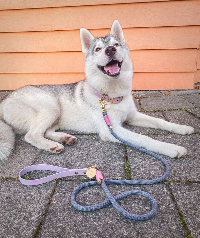 VioletVogue hundaól